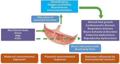 Birth Cohorts in Highly Contaminated Sites: A Tool for Monitoring the Relationships Between Environmental Pollutants and Children's Health